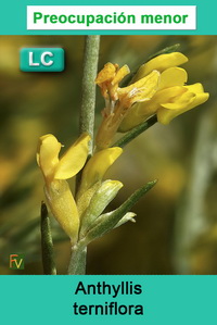 Anthyllis terniflora