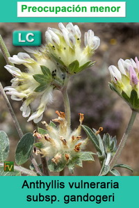 Anthyllis vulneraria gandogeri