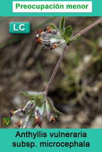 Anthyllis vulneraria microcephala
