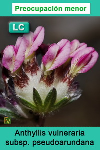 Anthyllis vulneraria pseudoarundana