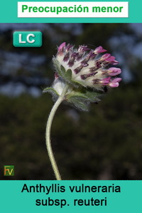 Anthyllis vulneraria reuteri
