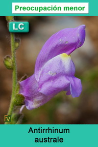 Antirrhinum australe