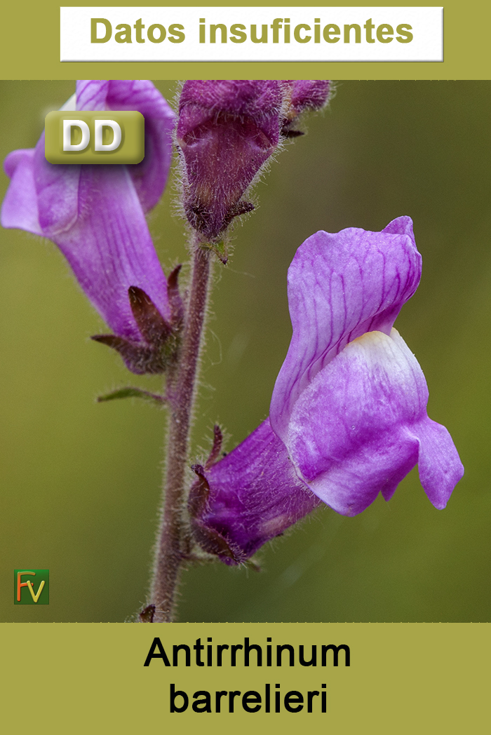 Antirrhinum barrelieri