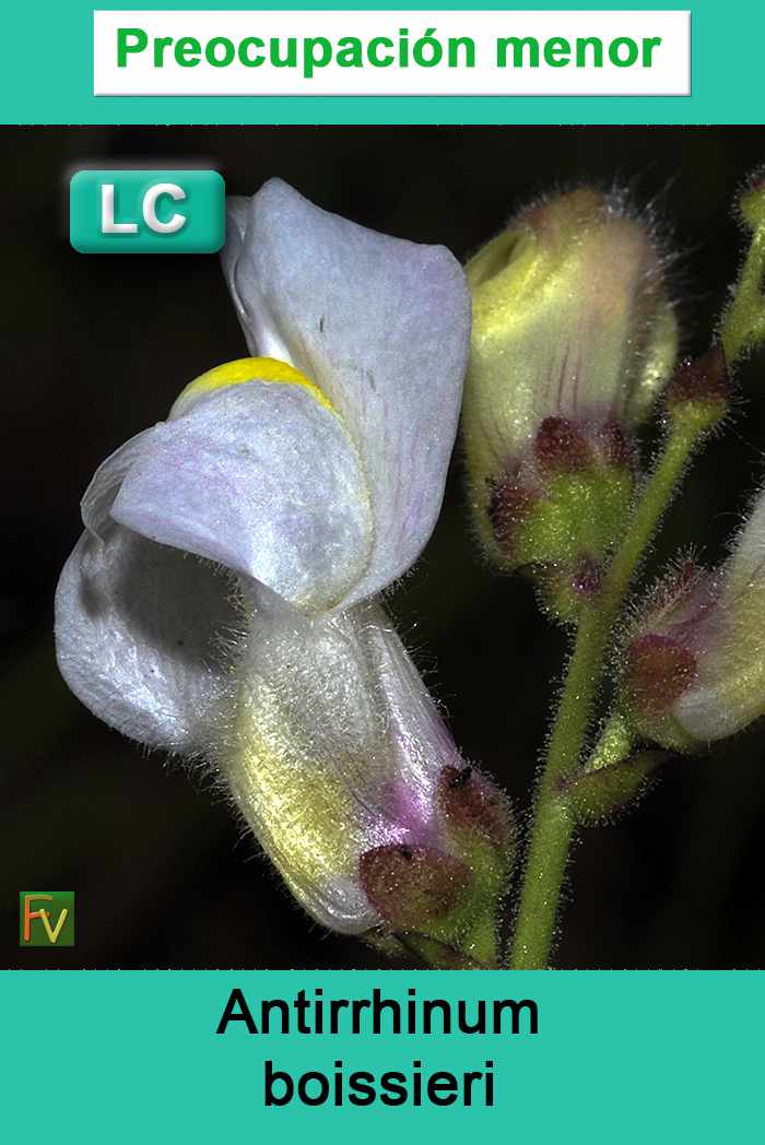 Antirrhinum boissieri