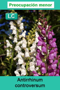 Antirrhinum controversum