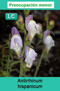 Antirrhinum hispanicum