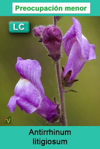 Antirrhinum litigiosum