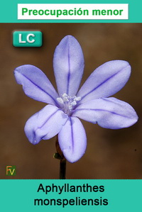 Aphyllanthes monspeliensis