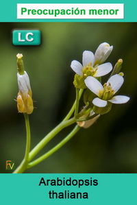 Arabidopsis thaliana