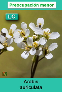 Arabis auriculata