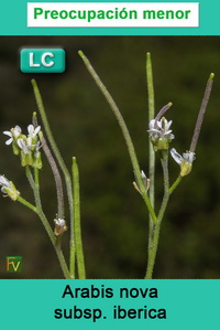 Arabis nova iberica