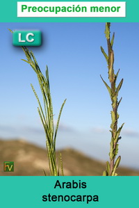 Arabis stenocarpa