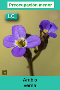 Arabis verna
