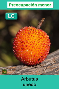 Arbutus unedo