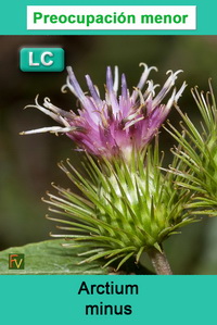 Arctium minus