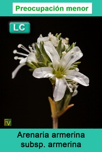 Arenaria armerina armerina