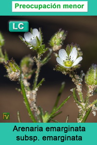 Arenaria emarginata emarginata