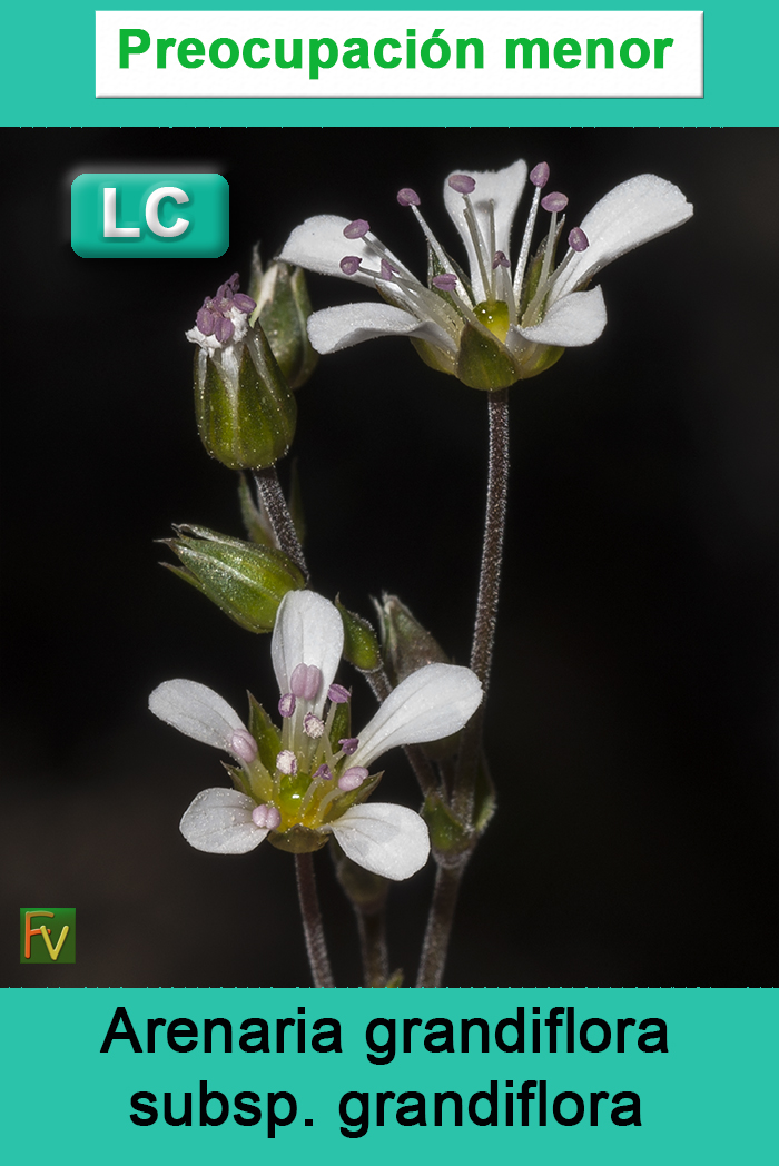 Arenaria grandiflora