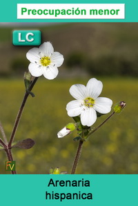 Arenaria hispanica