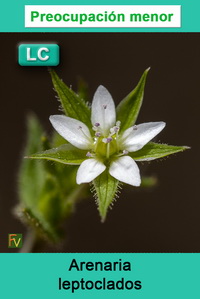 Arenaria leptoclados