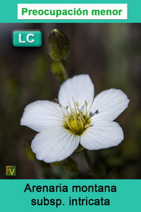 Arenaria montana intricata