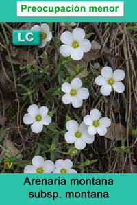 Arenaria montana montana