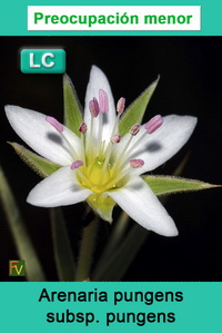 Arenaria pungens pungens