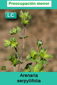 Arenaria serpyllifolia