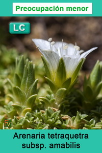 Arenaria tetraquetra amabilis