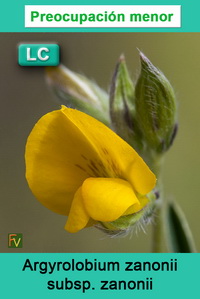 Argyrolobium zanonii zanonii