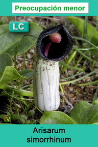 Arisarum simorrhinum