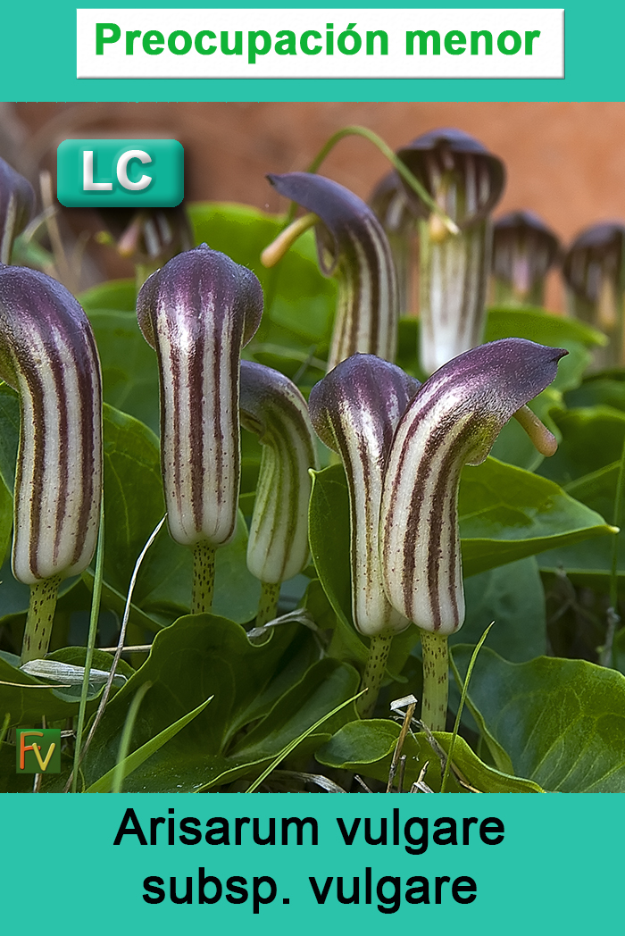 Arisarum vulgare vulgare