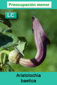 Aristolochia baetica