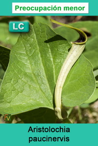 Aristolochia paucinervis