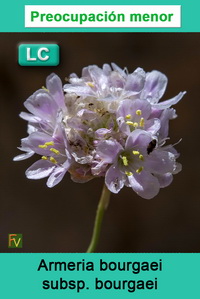 Armeria bourgaei bourgaei