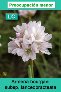 Armeria bourgaei lanceobracteata