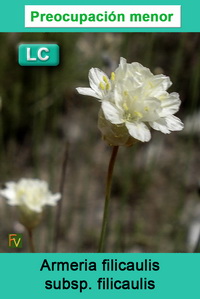 Armeria filicaulis filicaulis
