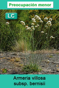 Armeria villosa bernisii