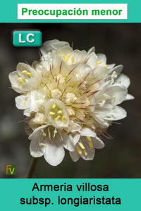 Armeria villosa longiaristata