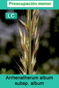Arrhenatherum album album