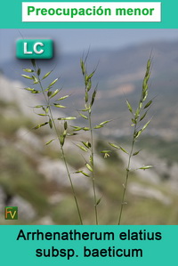 Arrhenatherum elatius baeticum