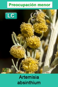 Artemisia absinthium