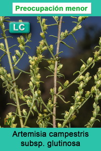 Artemisia campestris glutinosa