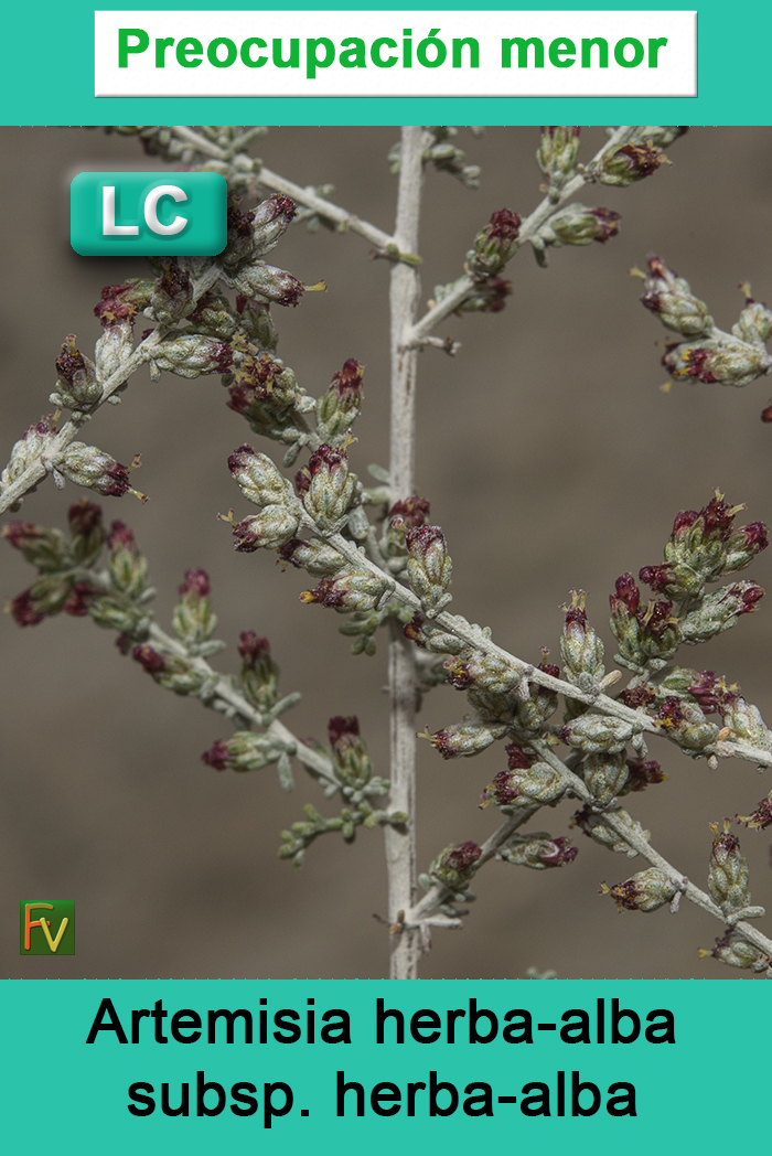 Artemisia herba alba herba alba