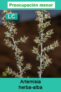 Artemisia herba alba