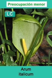 Arum italicum