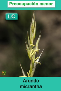 Arundo micrantha