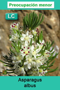 Asparagus albus