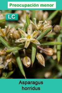 Asparagus horridus