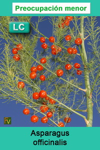 Asparagus officinalis